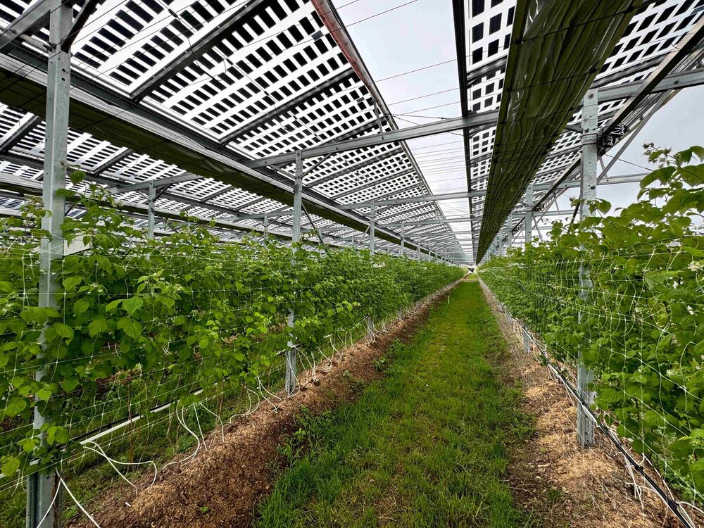 Agri-PV-Anlage mit bifacialen Glas-Glasmodulen bei bioschmid gmbh in Aesch LU. (Bild: Reto Miloni, Miloni Solar AG)